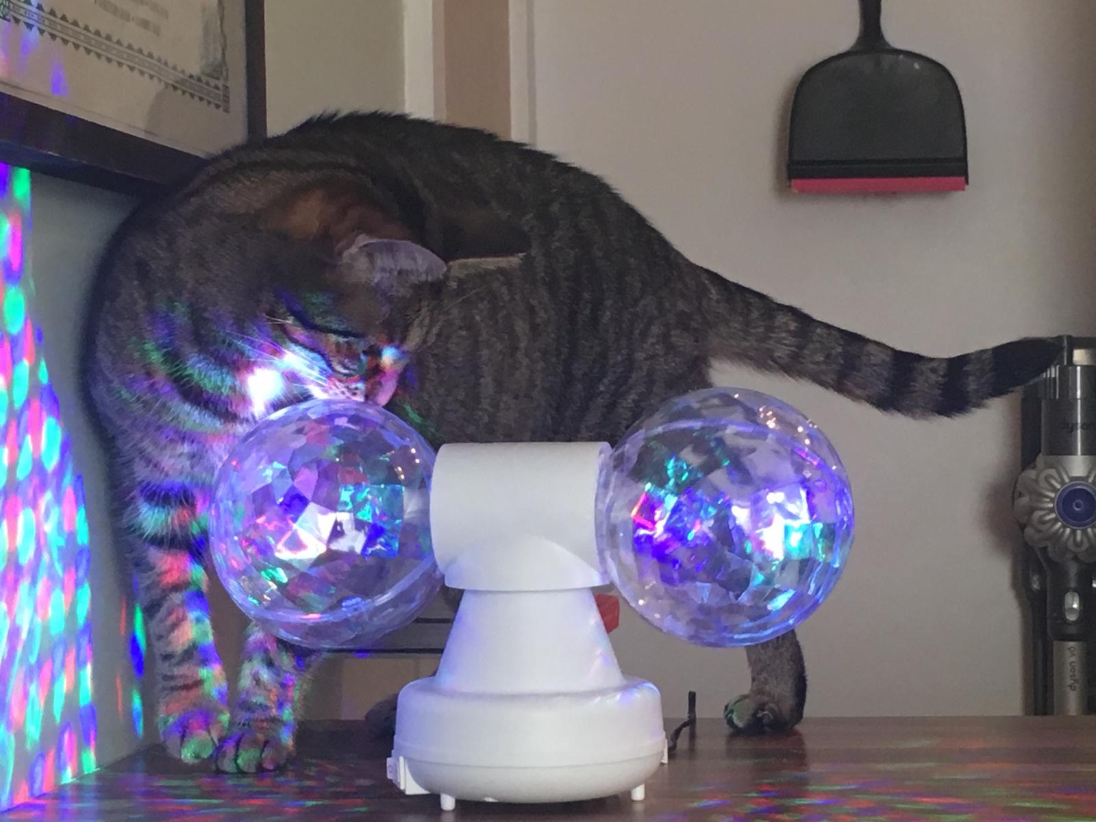 Cat and a disco ball